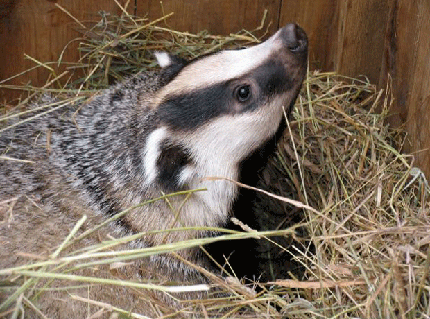badger