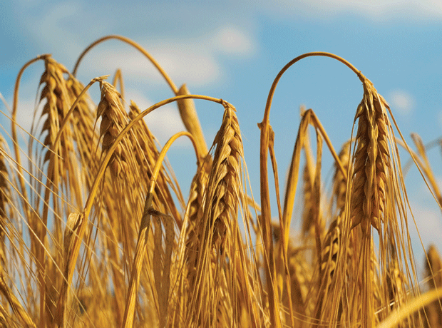 Global grain outlook good despite EU fall