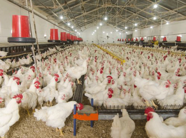 New system paves way for antibiotic-free poultry