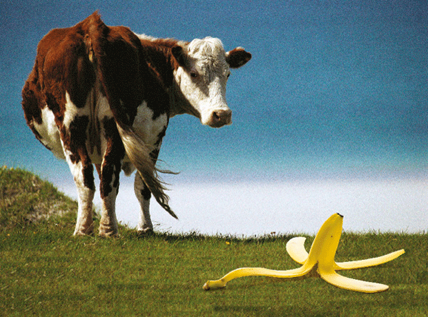 cow and banana skin