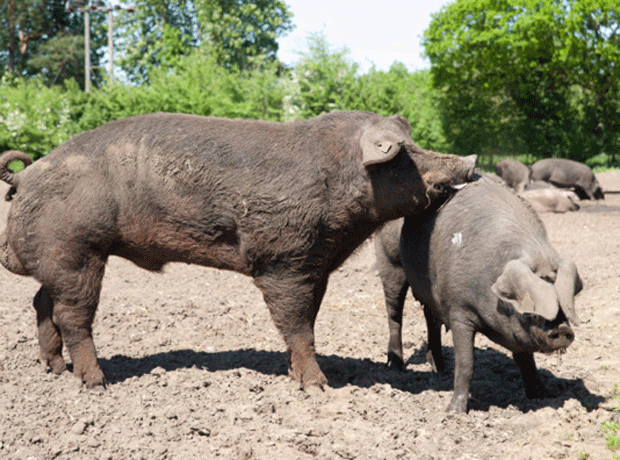 Large Black pig producer to hike herd size as demand increases