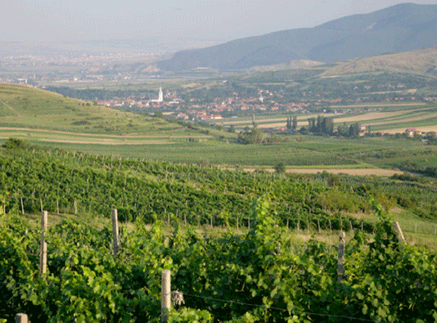 Romanian wine ranges to be boosted by multiples