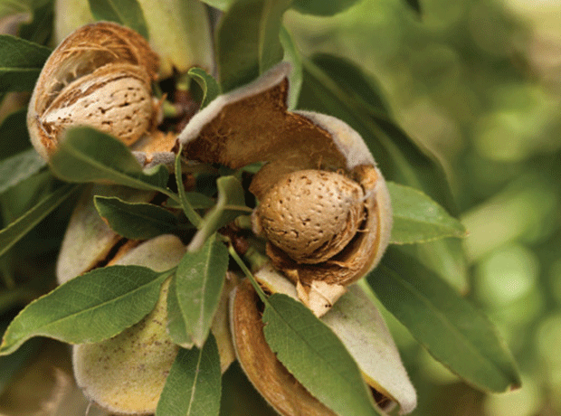 Almond prices rise thanks to smaller crop yields