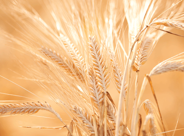 malting barley crop