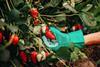 Strawberry picking