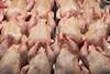 Poultry chickens