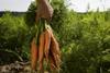 carrots farming