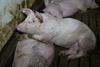 cranswick pig 1