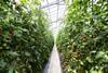 Tomato plants growing in a greenhouse