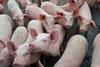 Pigs