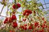 tomatoes in glasshouse- getty