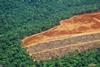 Deforestation in the Amazon 