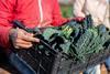 farmer carrying kale - getty