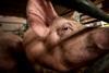 animal abuse cage pig farming