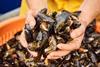 Scottish farmed mussels
