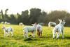 lambs - getty