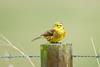 yellowhammer bird