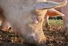 Pink Pigs rooting in the soil for food with their snouts