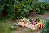 Freshly picked box of vegetables on allotment.