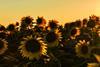 Sunflowers plant based