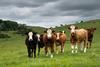 beef cattle in field - Getty
