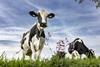 FrieslandCampina cow