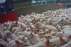 Animal Justice Project- crowded pigs
