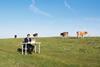 business cow farm