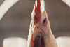 KFC whole chicken ad_screenshot
