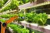 vertical farming robot lettuce growing