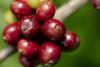 Nescafe Regenerative Agriculture