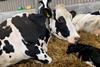 Dairy cow Animal Equality