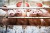 Lidl announces £500m investment in British pork supply chain