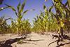 crops farming