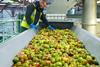 Green apples on conveyor