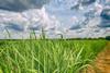 crop field