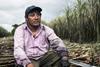 fairtrade sugar cane