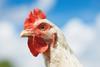 Close up portrait of white free range chicken in field - stock photo - Getty