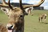 New Scots body vows to up meet soaring demand for venison