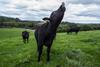 Finnebrogue wagyu happy cow