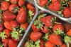 strawberries strawberry punnet