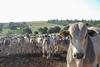 brazil cow cattle beef farm