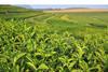 Tea Crops