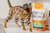 Purr & Meow Lifestyle 6. Credit Purr & Meow. (3)