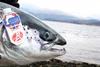 SSPO Scottish Label Rouge Salmon