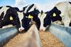 Cows eating feed GettyImages-875237010