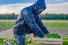 rain farm farmer worker weather GettyImages-1284909747