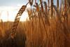 Barley in field - stock photo
