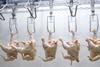 Bleached chicken hanging on a production line (not UK processor)