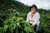 Woman working at Colombian coffee farm - getty